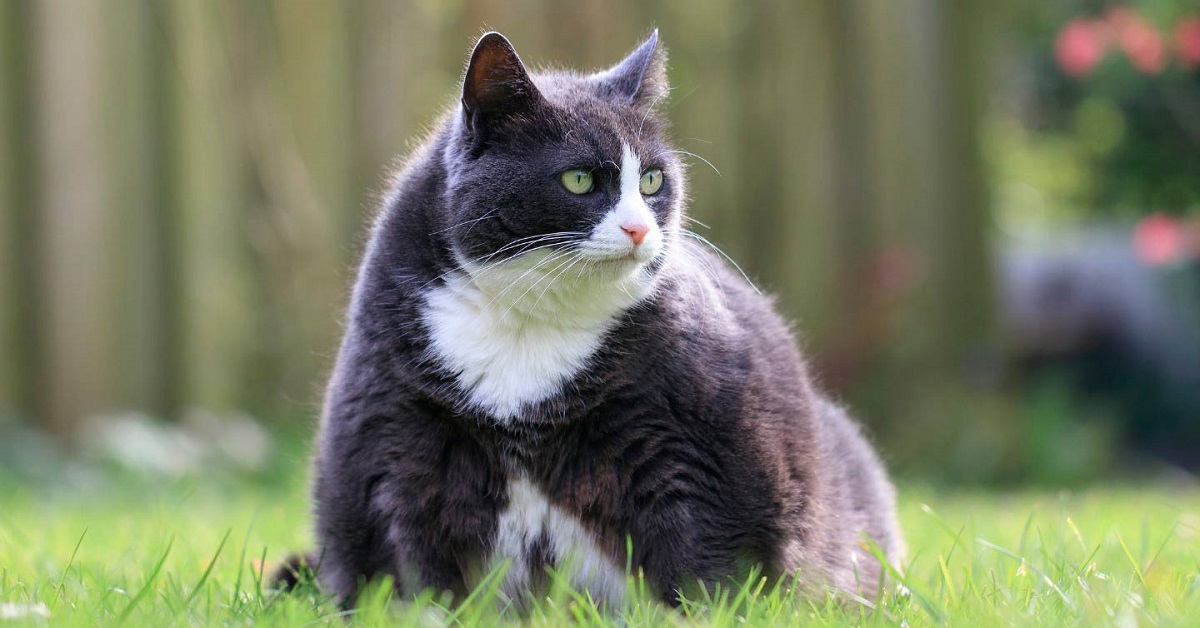 Gatto adulto, peso ideale: quando è normopeso, quando sottopeso e quando obeso