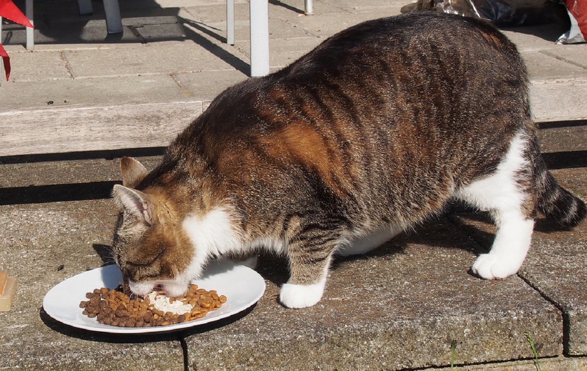 gatto sovrappeso all'aperto
