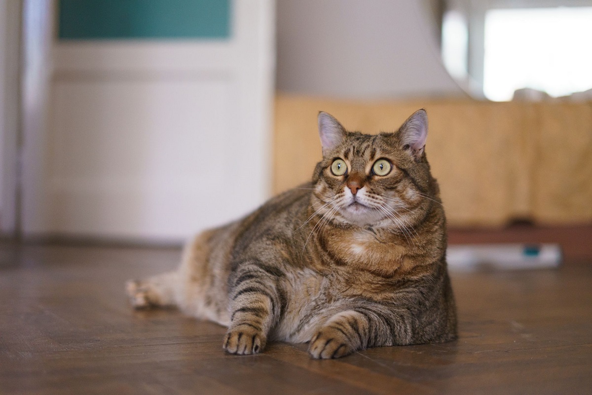 grosso gatto sgrana gli occhi