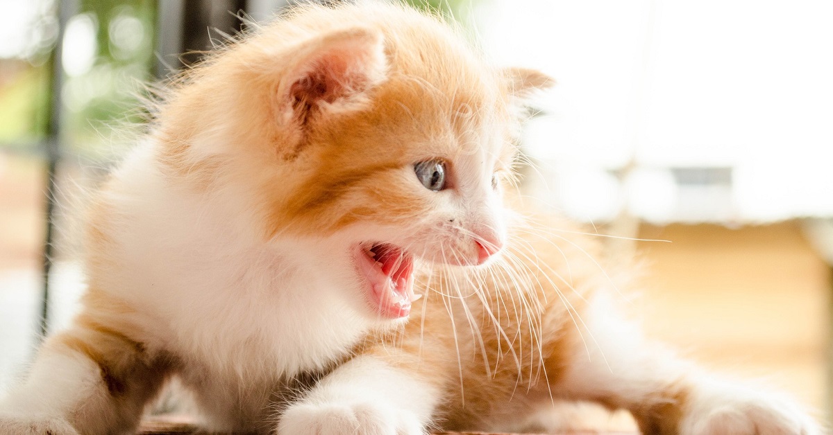 Gatto aggressivo con gli ospiti, tutto quello che c’è da sapere