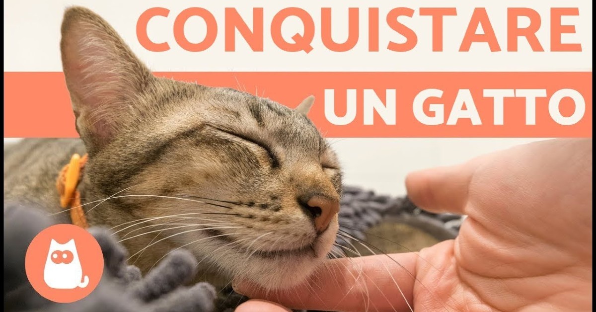 Ecco perché dovresti coccolare il tuo gatto molto più spesso