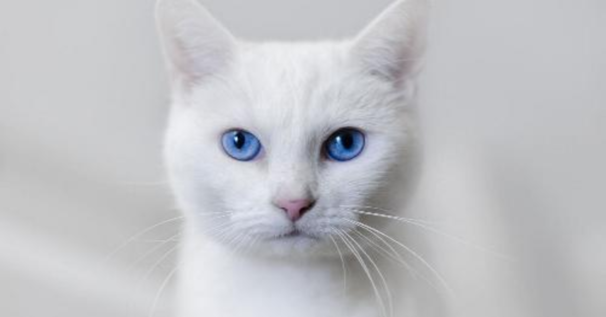 Il gattino modello che ama le foto e fa impazzire il web (VIDEO)