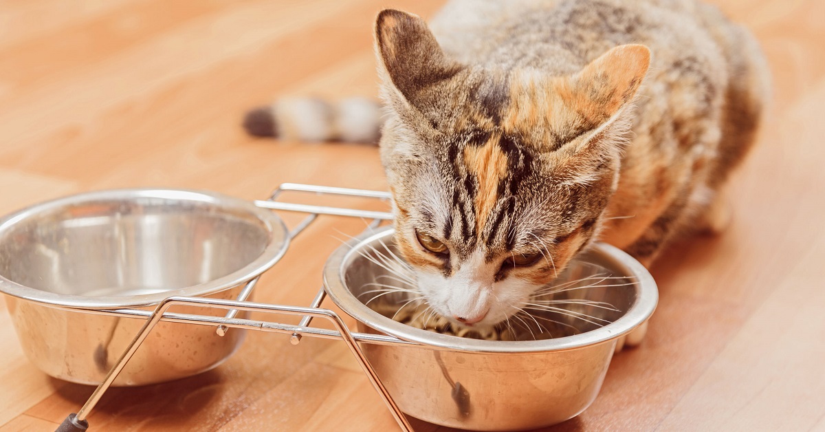 gatto mangia dalla ciotola