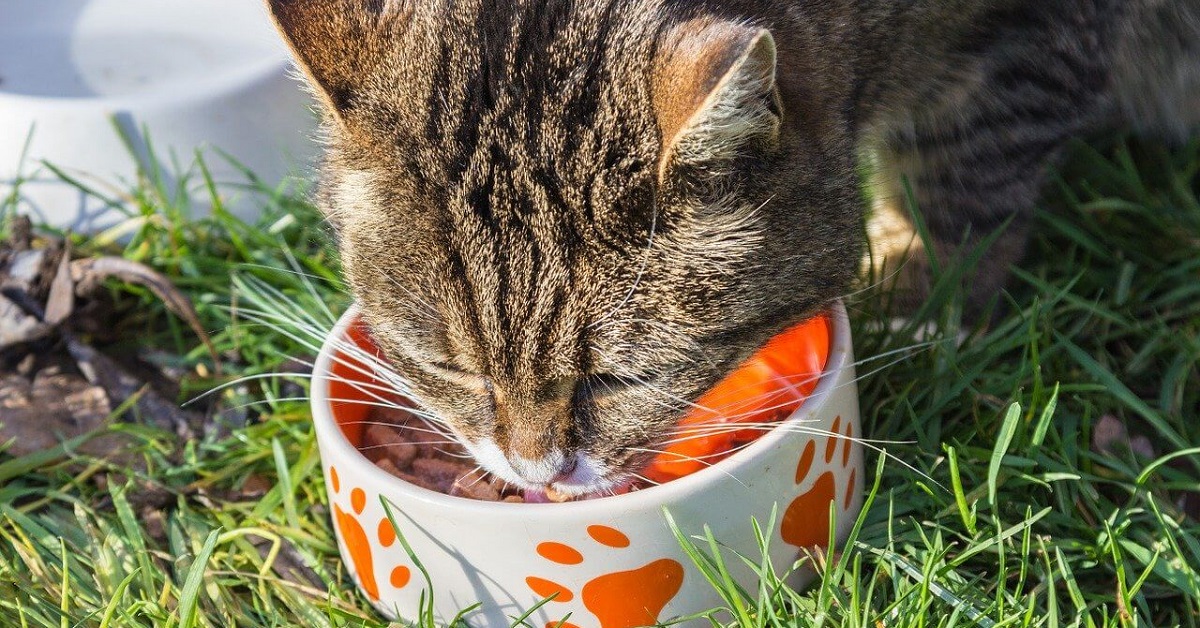 gatto mangia in giardino