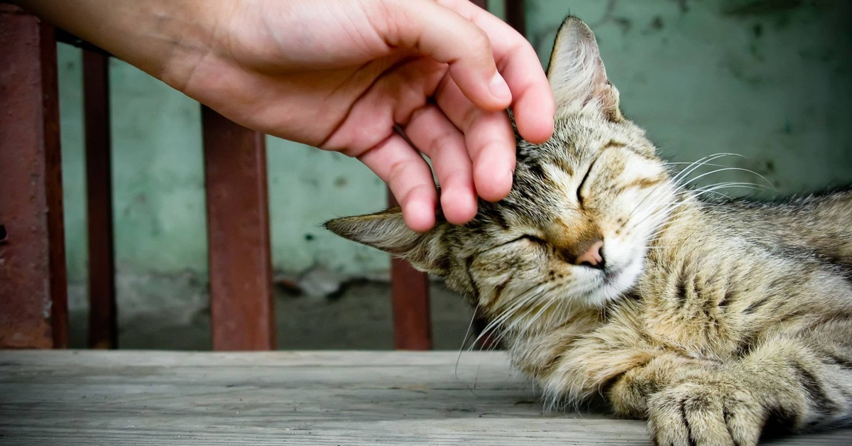 Ecco perché non dovresti mai e poi mai accarezzare il tuo gatto in questo modo (VIDEO)