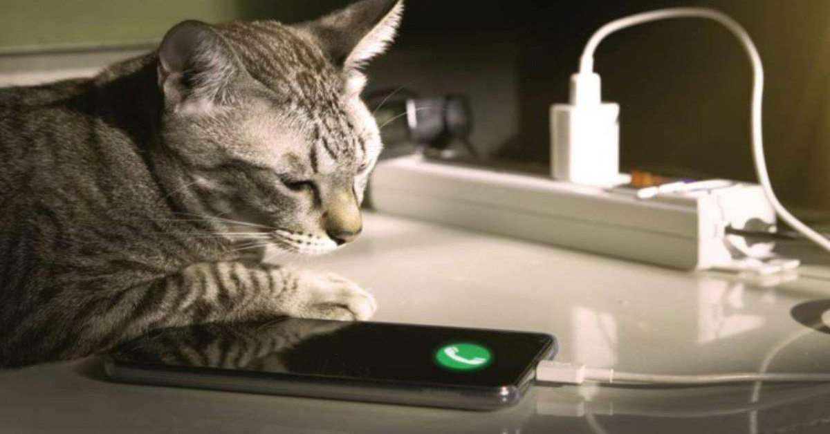 Nala, la gattina influencer che usa e controlla il suo profilo instagram (VIDEO)