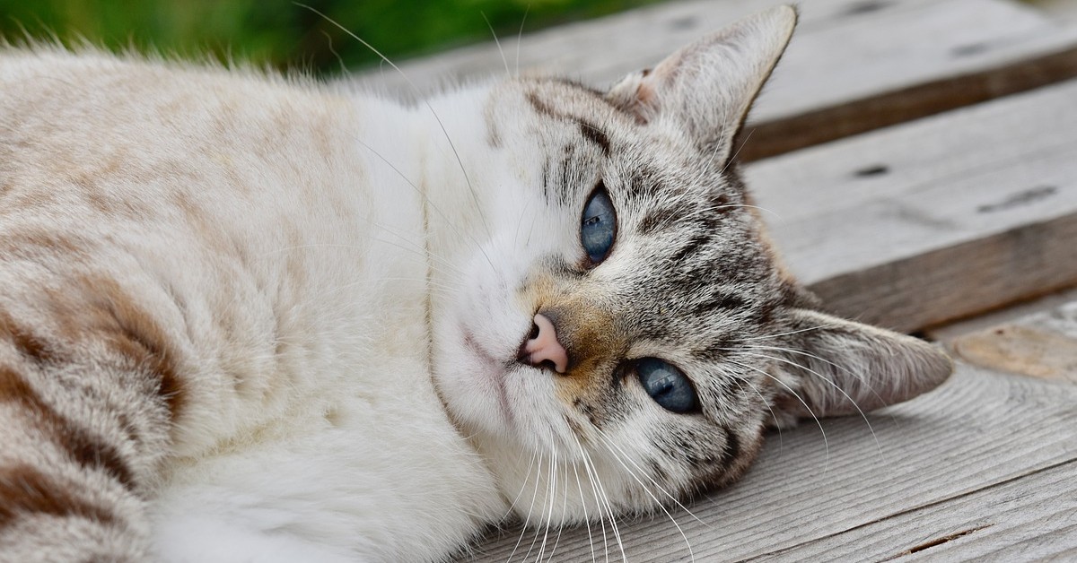 gatto coccole