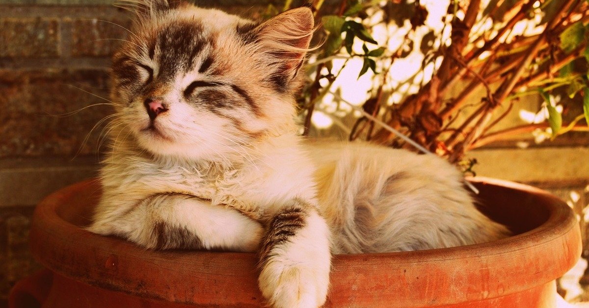 gatto coccole