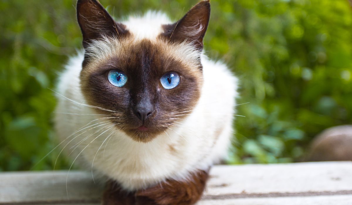 gatto siamese