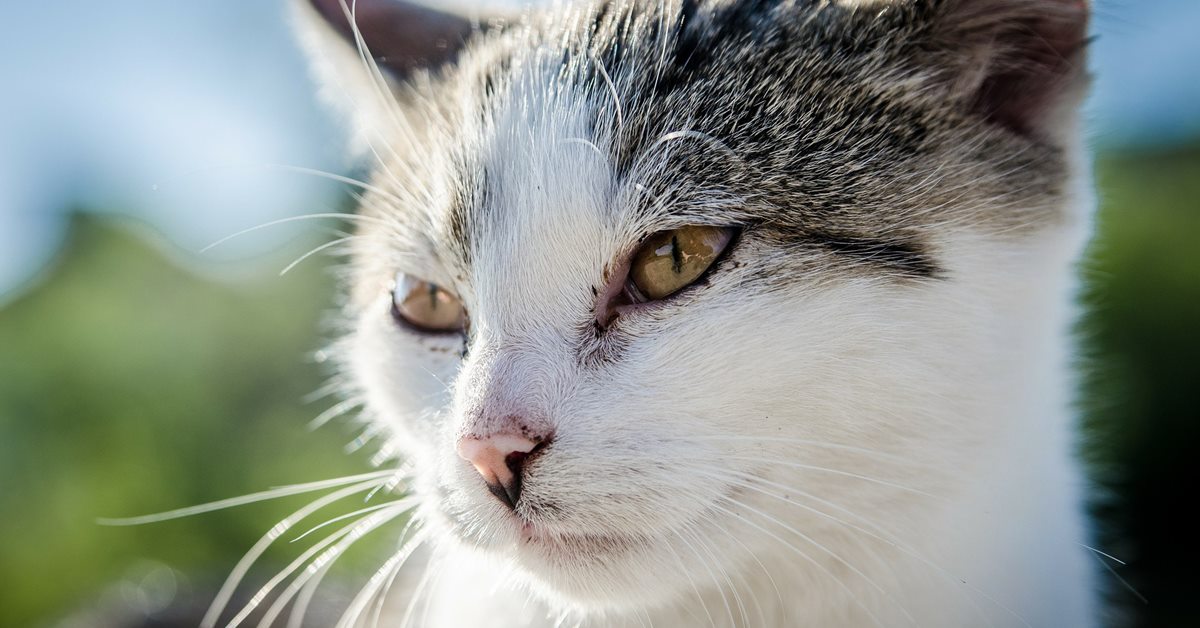 Gatto con parvovirus: che succede a Micio e cosa fare?