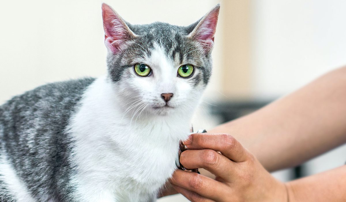 veterinario ausculta il cuore del gatto