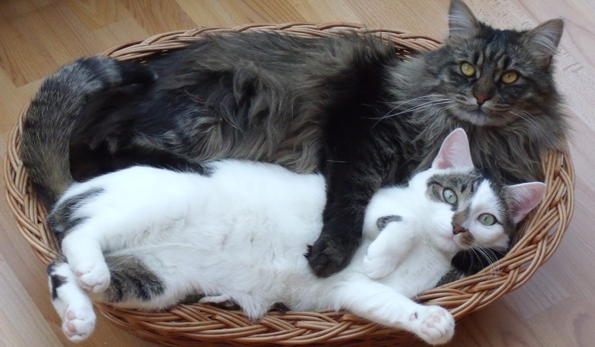 gatti che dormono in una cesta
