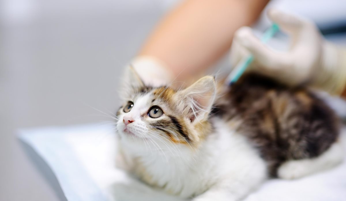 gatto fa il vaccino