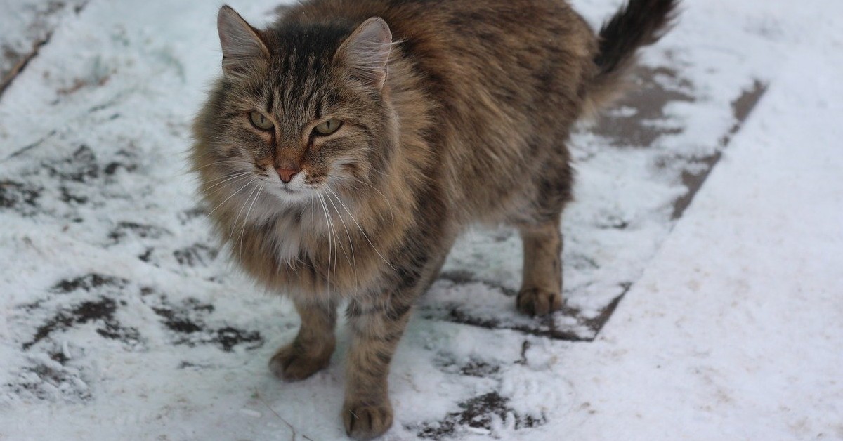 gatto da guardia