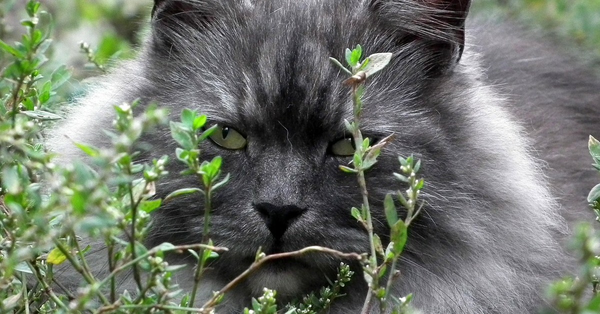 gatto da guardia