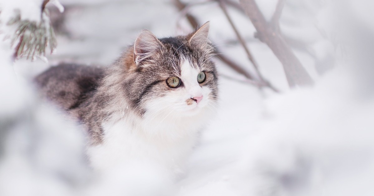 Svelata l’esistenza del gatto da guardia: anche lui protegge la sua famiglia