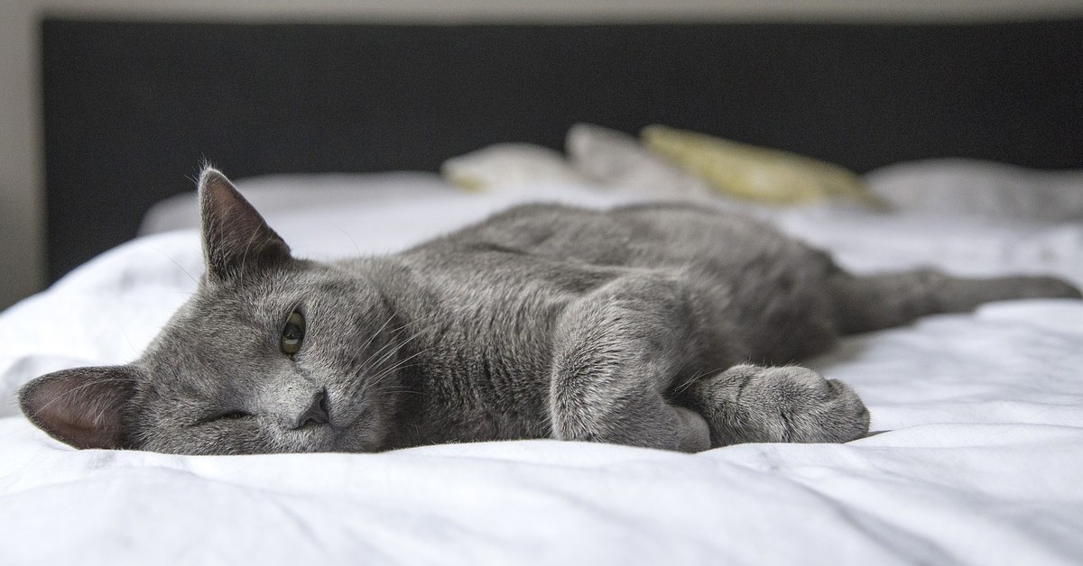 Ecco svelato cosa significa se il tuo gatto decide di dormire vicino ai tuoi piedi