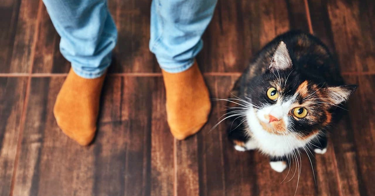 Gatto di un amico in casa: come prenderci cura di un quattro zampe che non è nostro