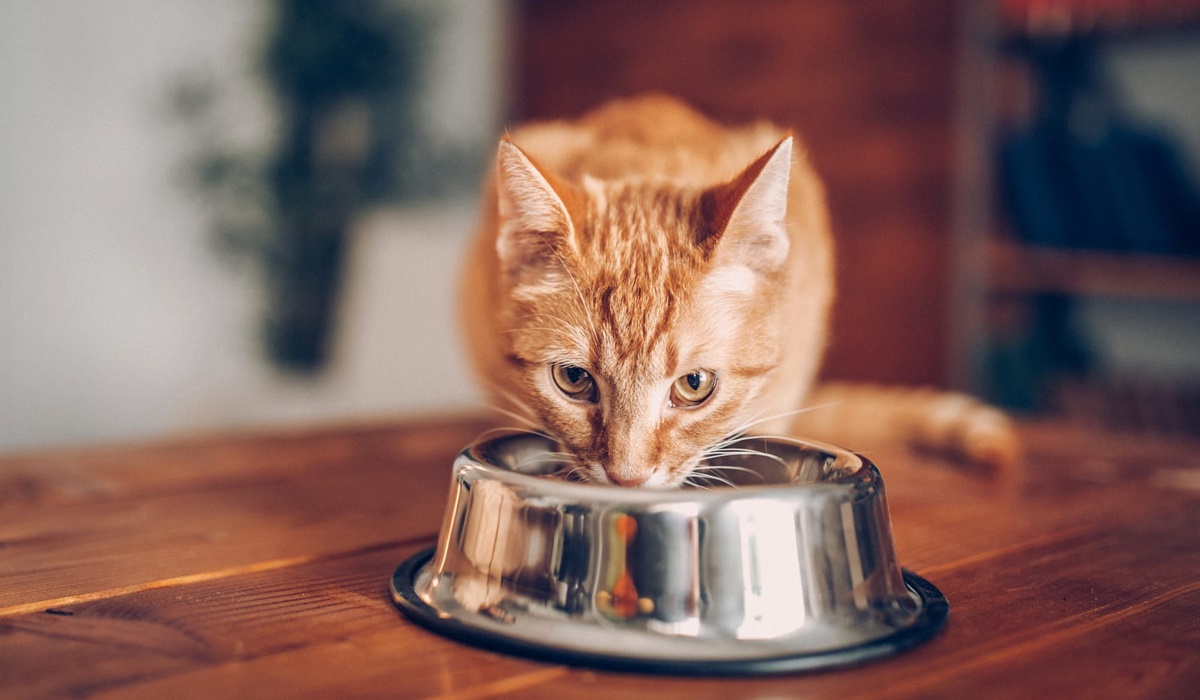 gatto che beve l'acqua