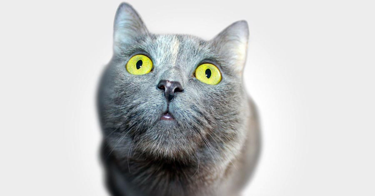 Svelati i misteri della mente del gatto: ecco cosa pensano davvero di noi e del mondo