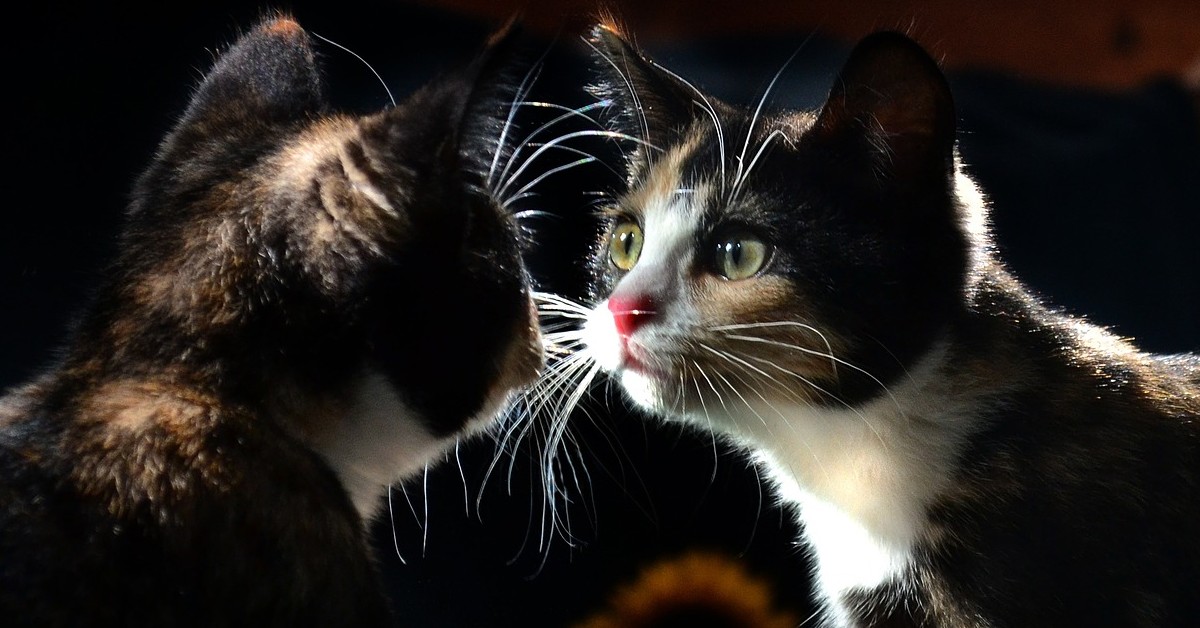 cosa vedono i gatti quando si guardano allo specchio