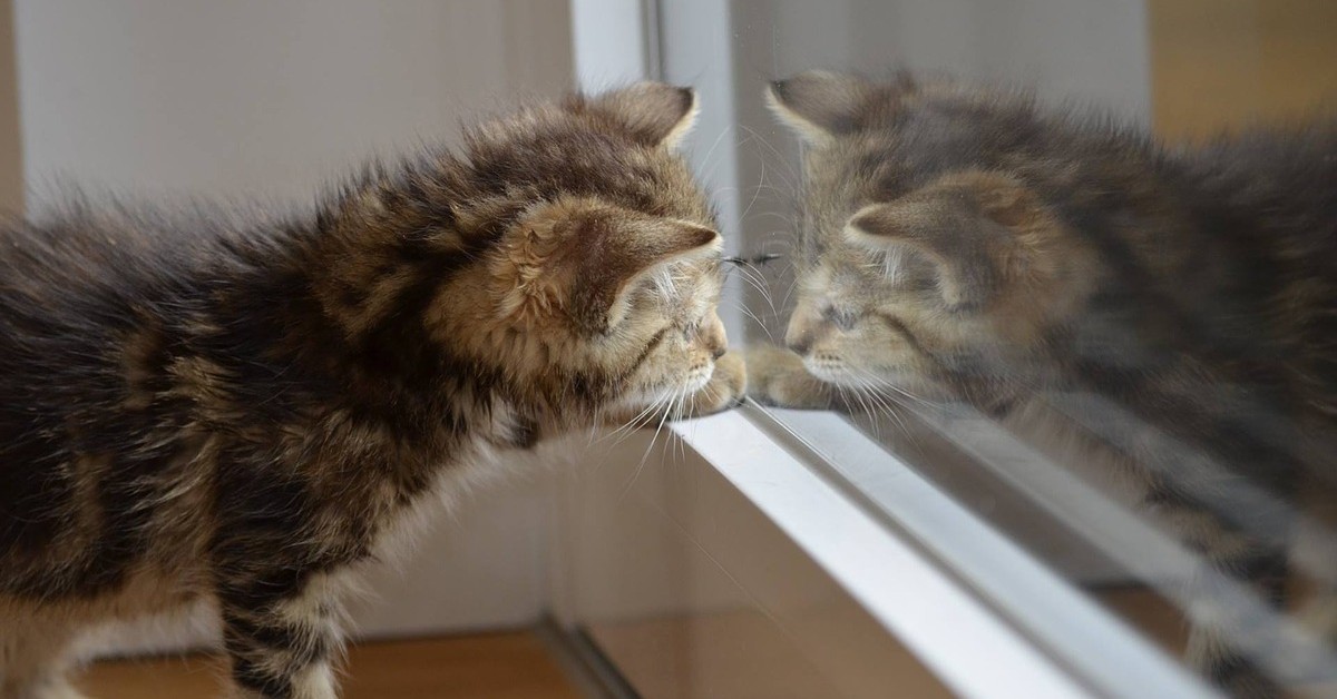Svelato che cosa vedono i gatti quando si guardano allo specchio, ed è incredibile