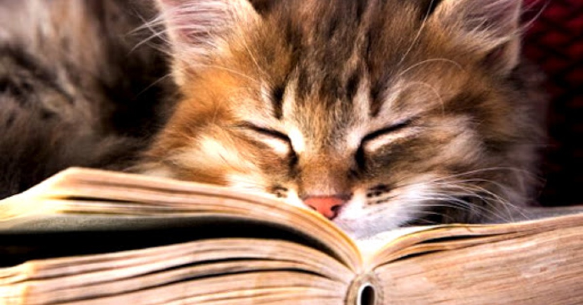 gatto su libro