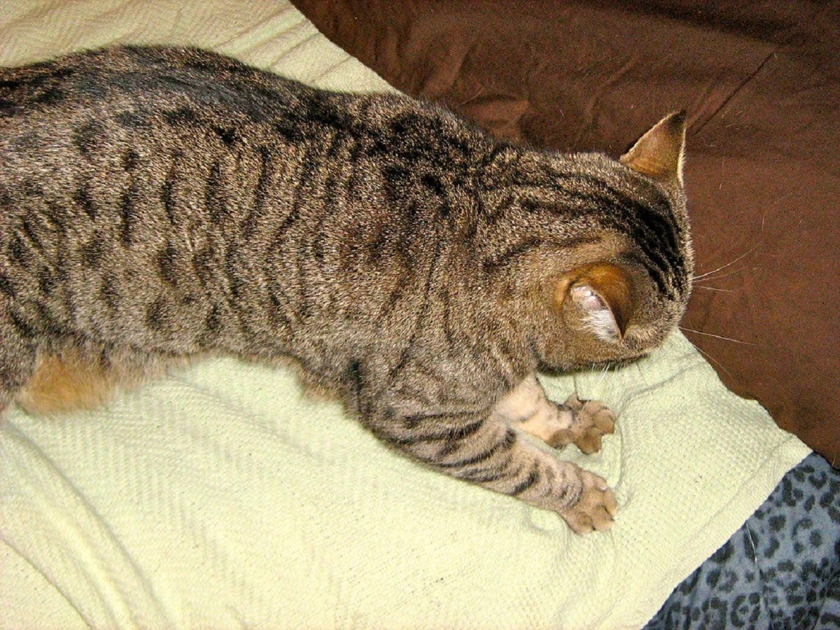 gatto tigrato fa la pasta