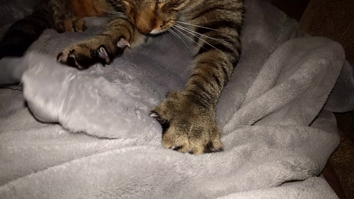 zampe di un gatto su un cuscino