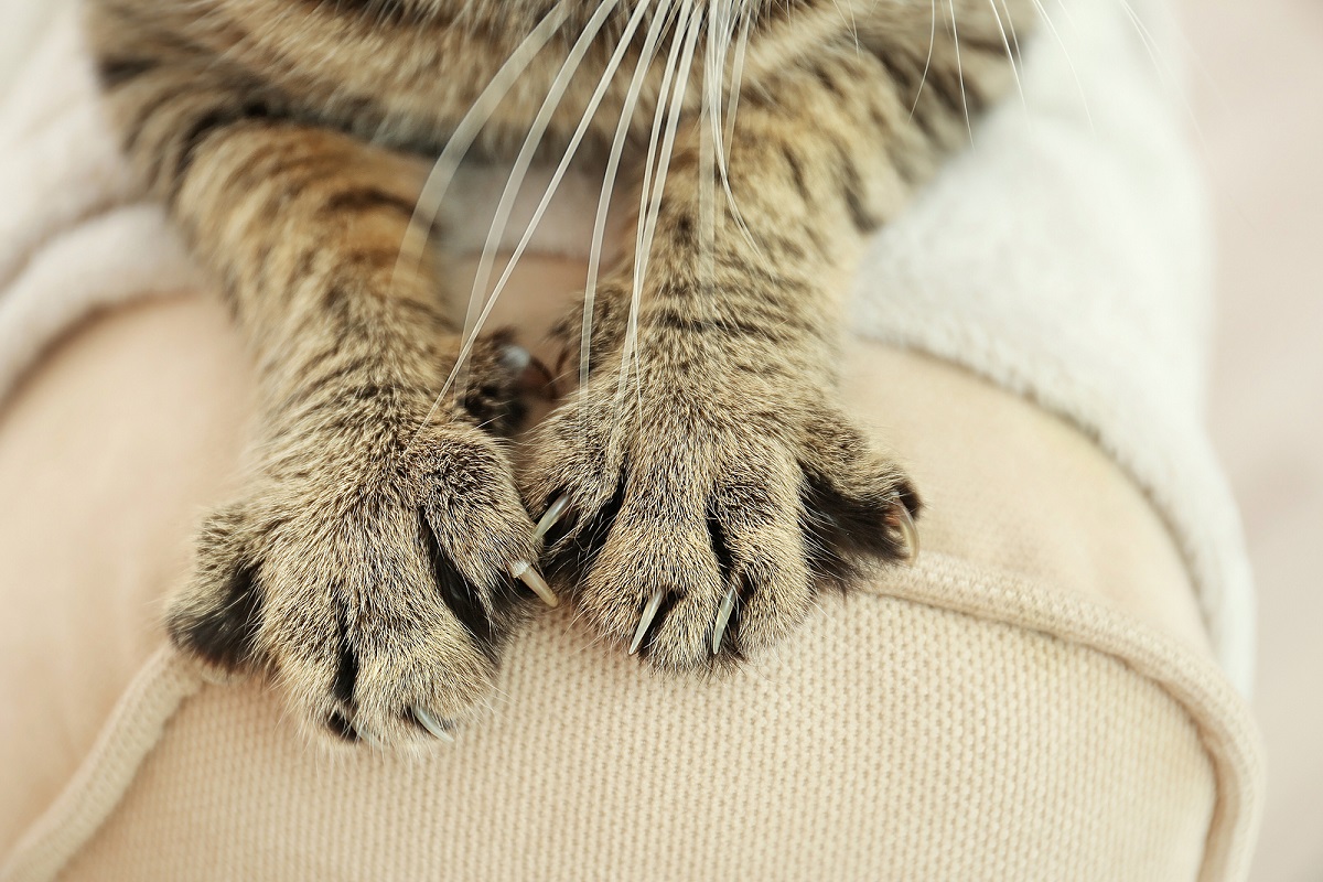 zampe di gatto in primo piano