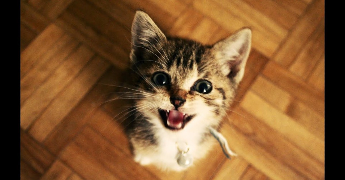 Svelato cosa ti dice il gatto quando fa questi versi, ed è davvero sorprendente