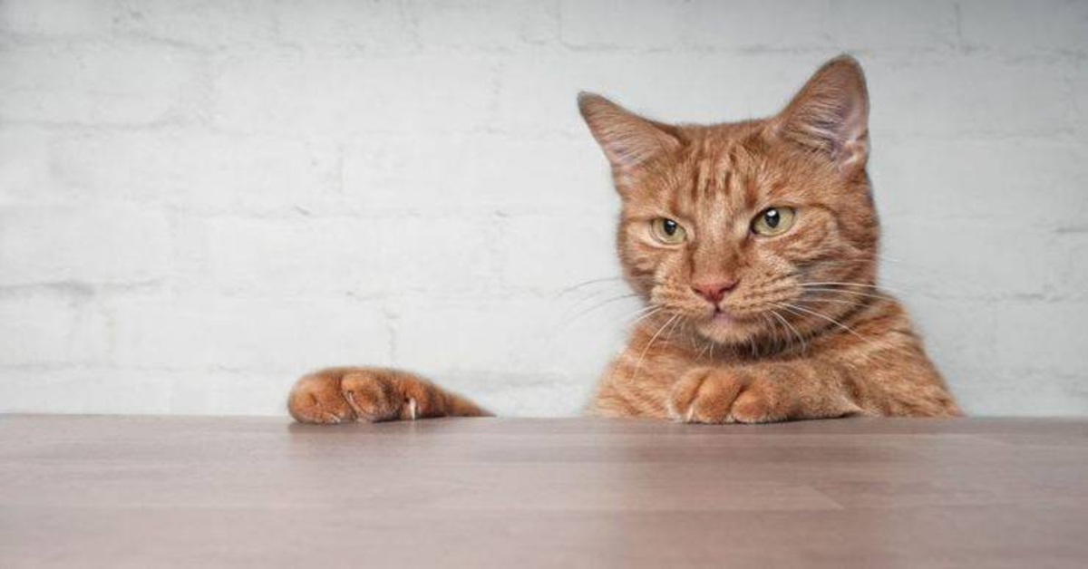 Perché il tuo gatto non riesce a resistere all’impulso di farsi le unghie sui mobili