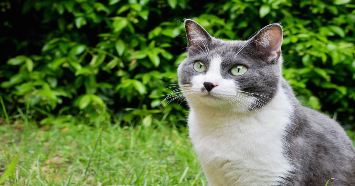 Adorabile: un gattino chiede al suo proprietario una carezza sulla testa sorprendendolo con un gesto tenerissimo (VIDEO)