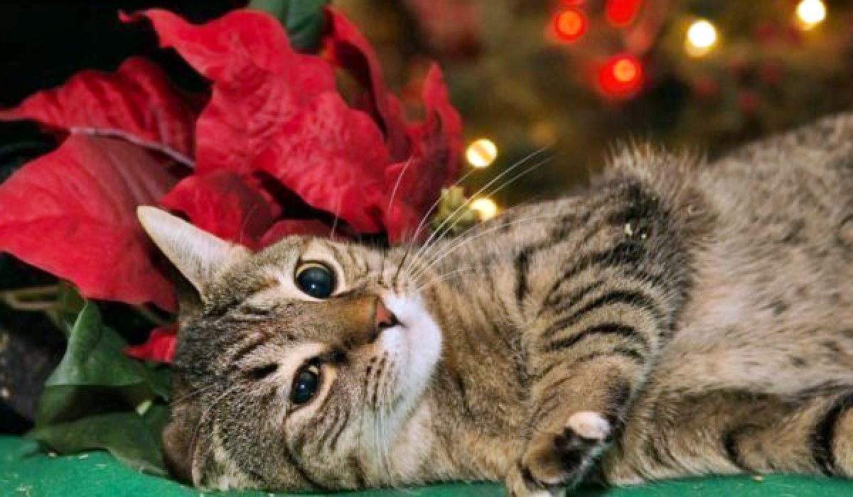 gatto che sta male dopo aver mangiato la stella di natale