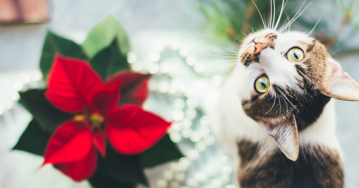 Il gatto ha mangiato la Stella di Natale, è pericoloso? E cosa fare?