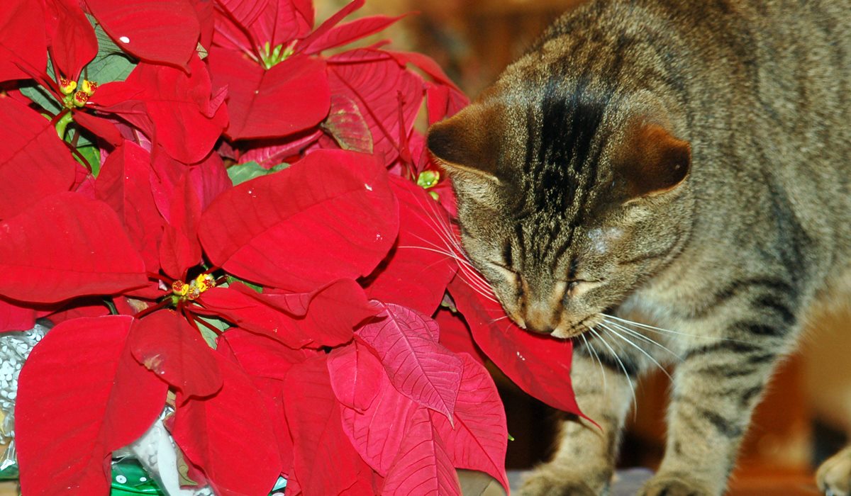 gatto mangia stella di natale