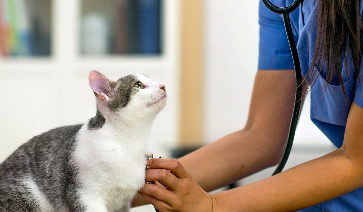 veterinario visita il gatto che sta male