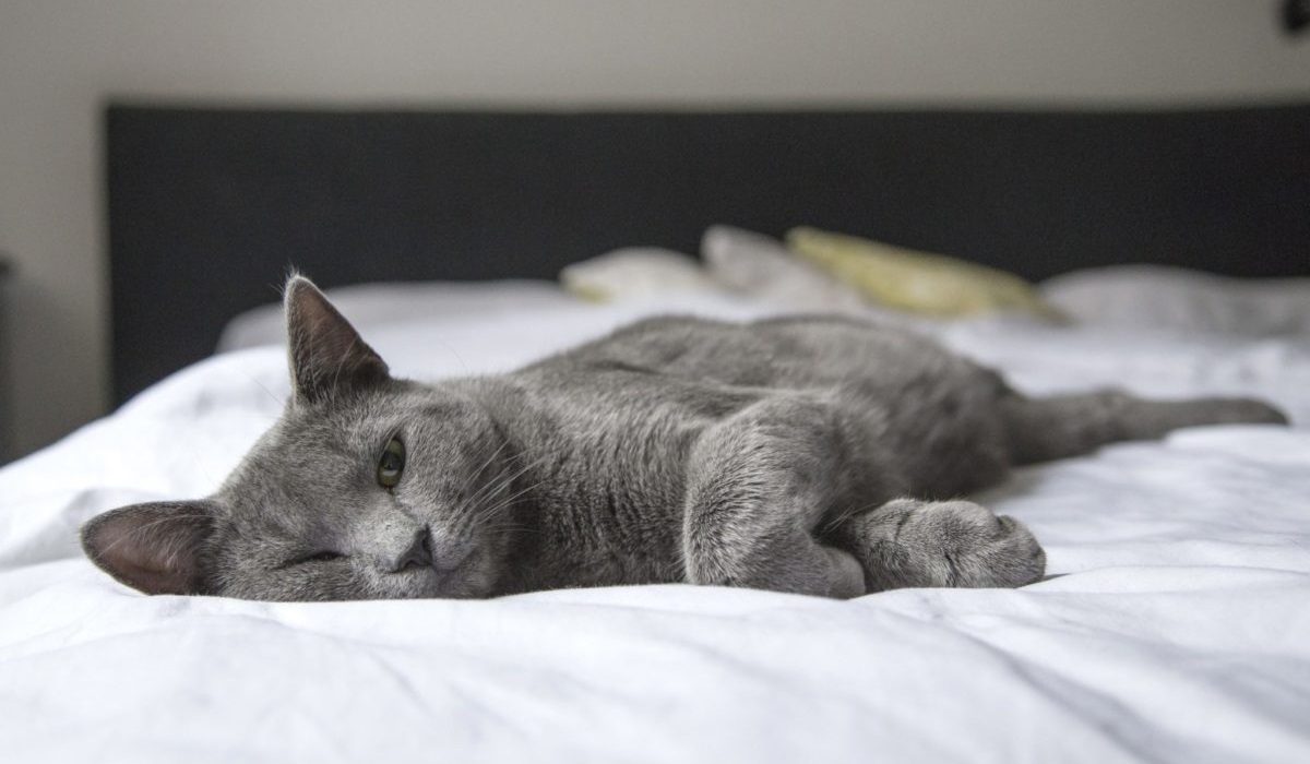 gatto grigio dorme sul letto