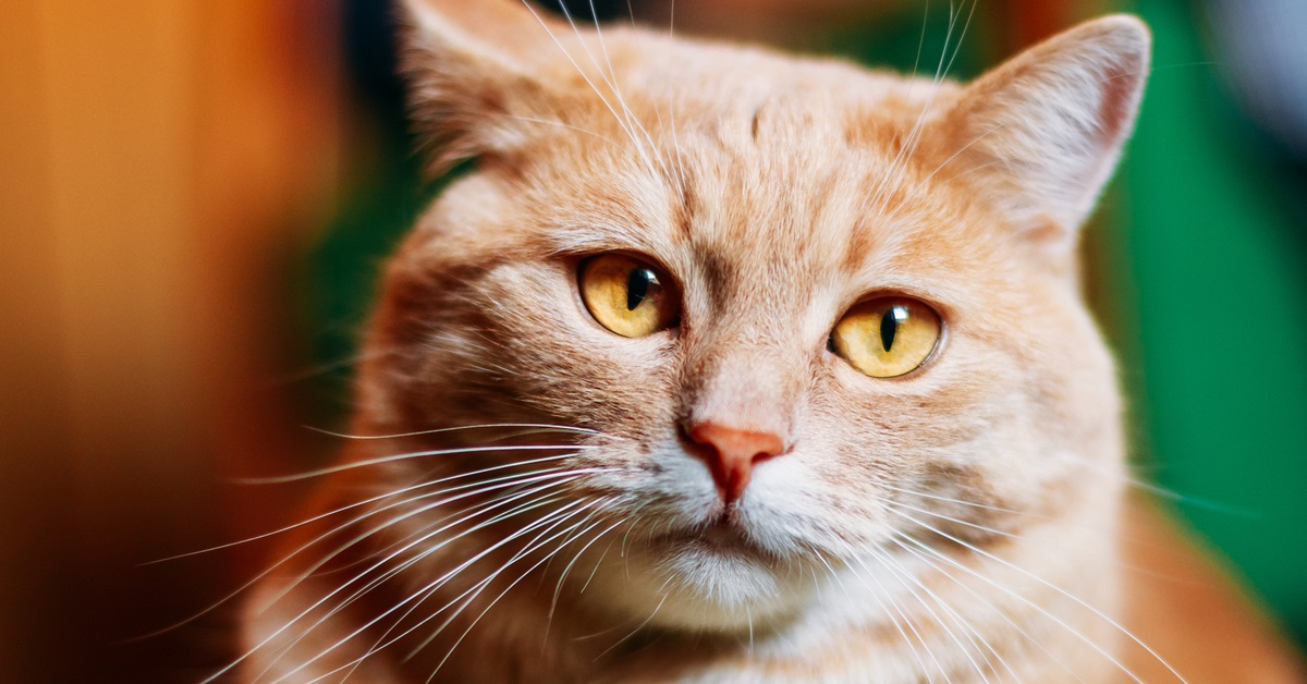 gatto arancione con gli occhi gialli