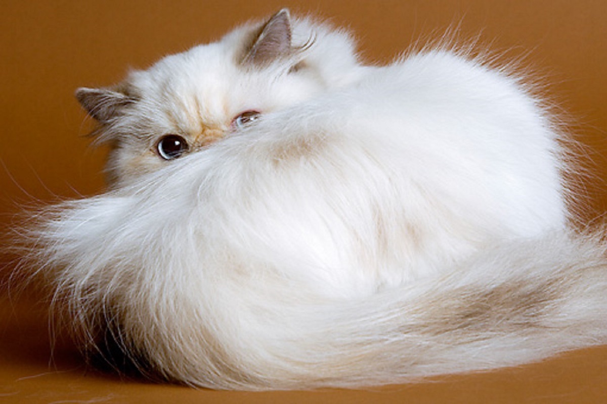 gatto himalayano bianco