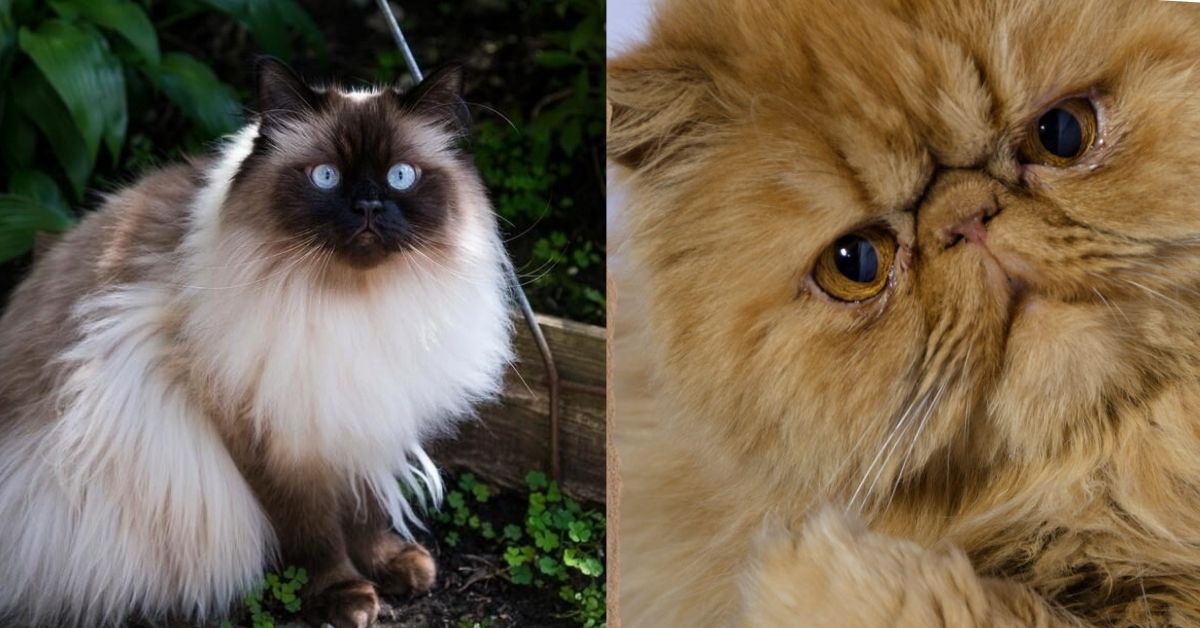 Gatto Himalayano e Gatto Persiano: tutte le somiglianze e le differenze