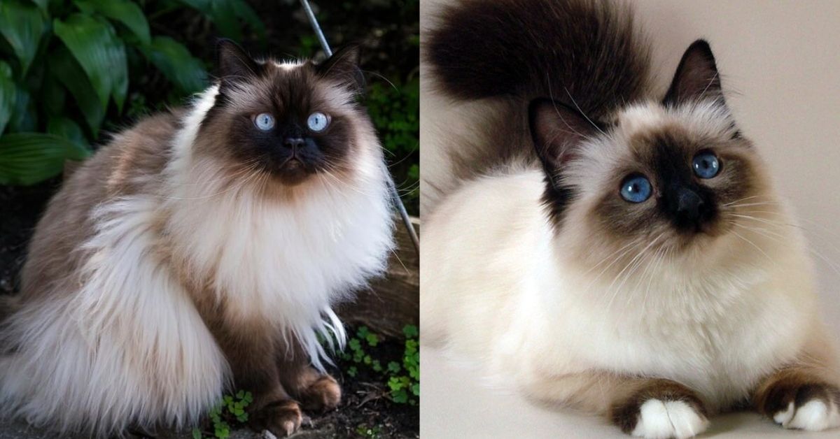 Gatto Himalayano e Gatto Sacro di Birmania: tutte le somiglianze e le differenze