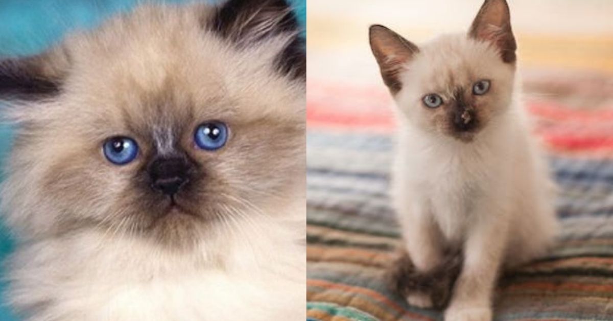 Gatto Himalayano e Gatto Siamese: tutte le somiglianze e le differenze tra le razze