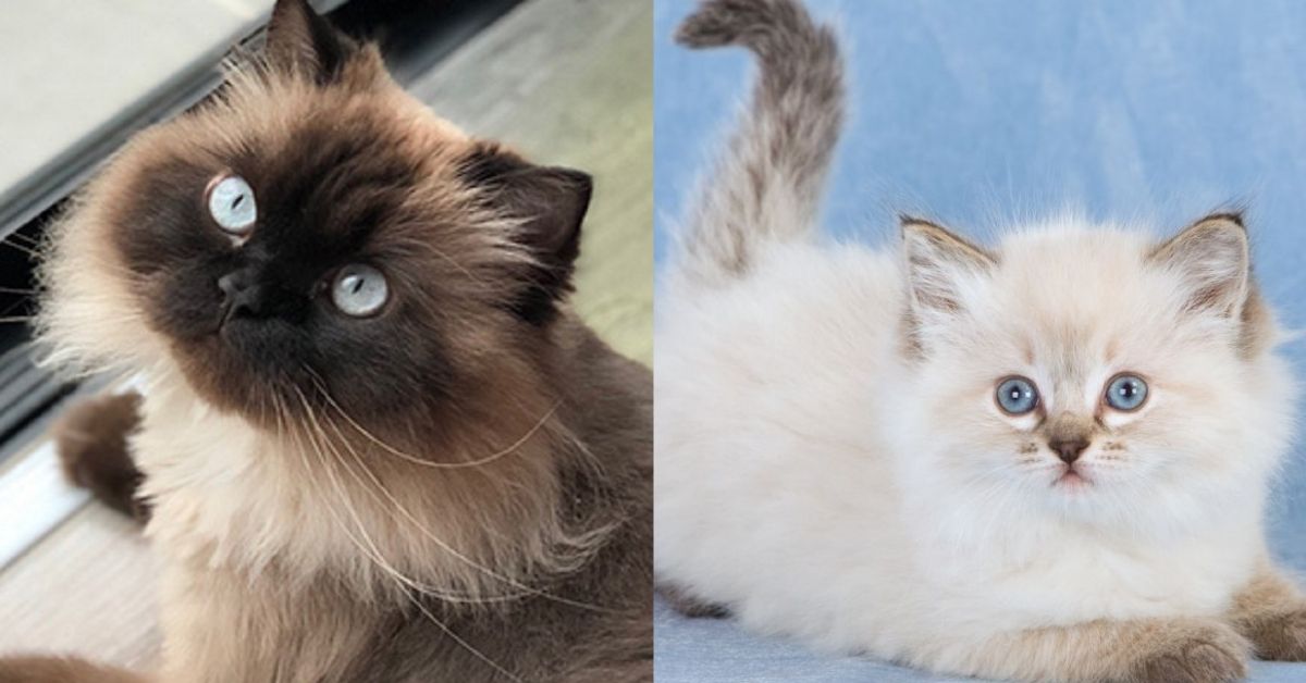 Gatto Himalayano e Ragdoll: tutte le somiglianze e le differenze tra le razze