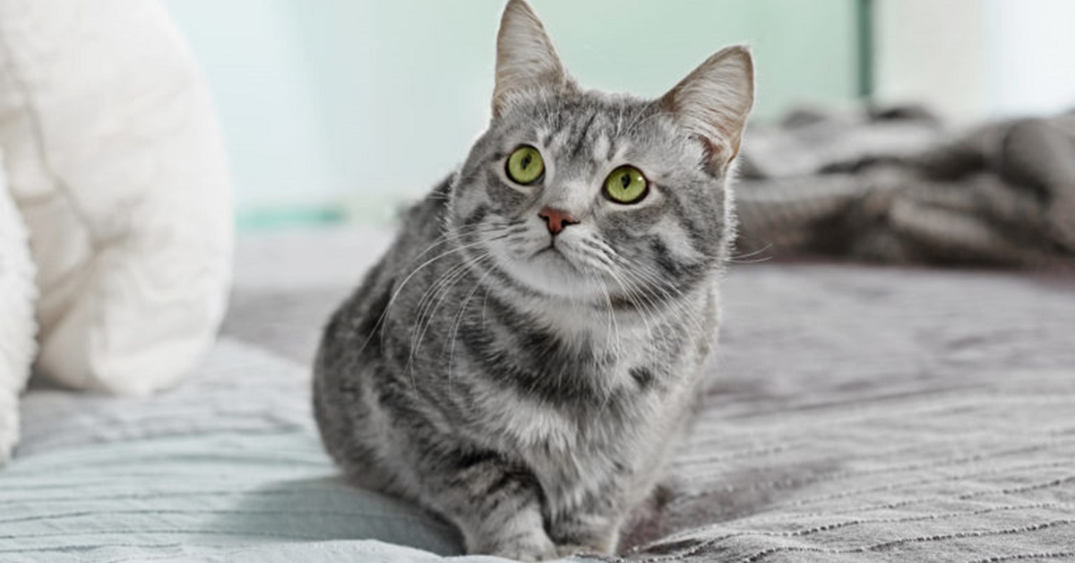 gatto con occhi verdi