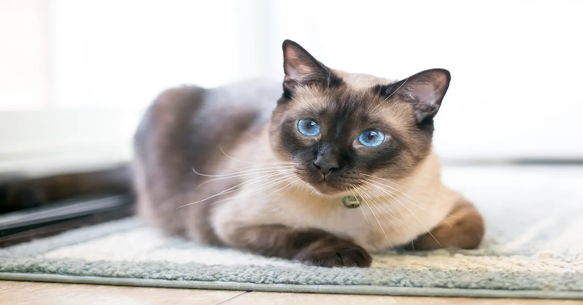 Un gattino siamese reagisce in modo commovente quando scopre di essere solo in casa (VIDEO)