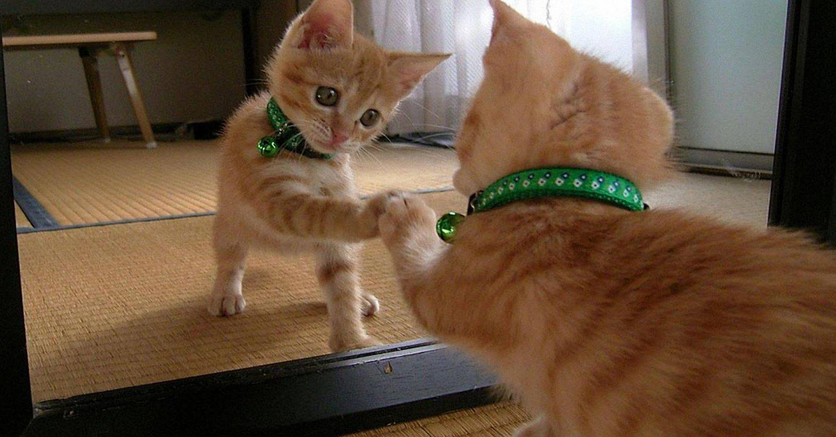 gatto rosso con collare verde vede se stesso allo specchio