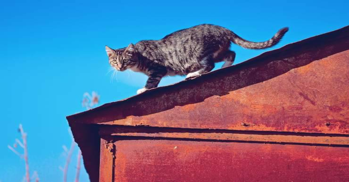 Il gattino rimasto intrappolato su un tetto viene salvato da un anziano (VIDEO)