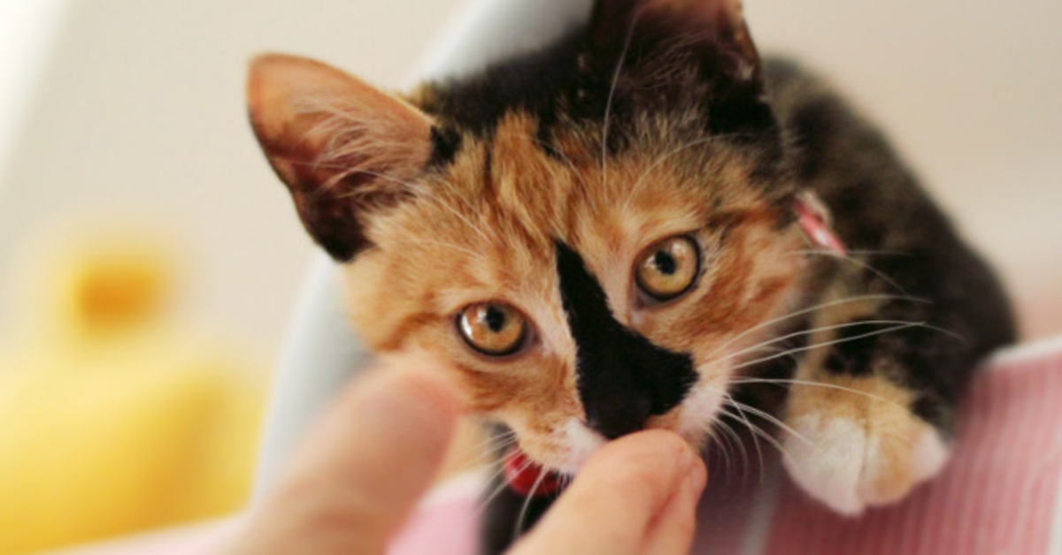 gattina tricolore con naso nero