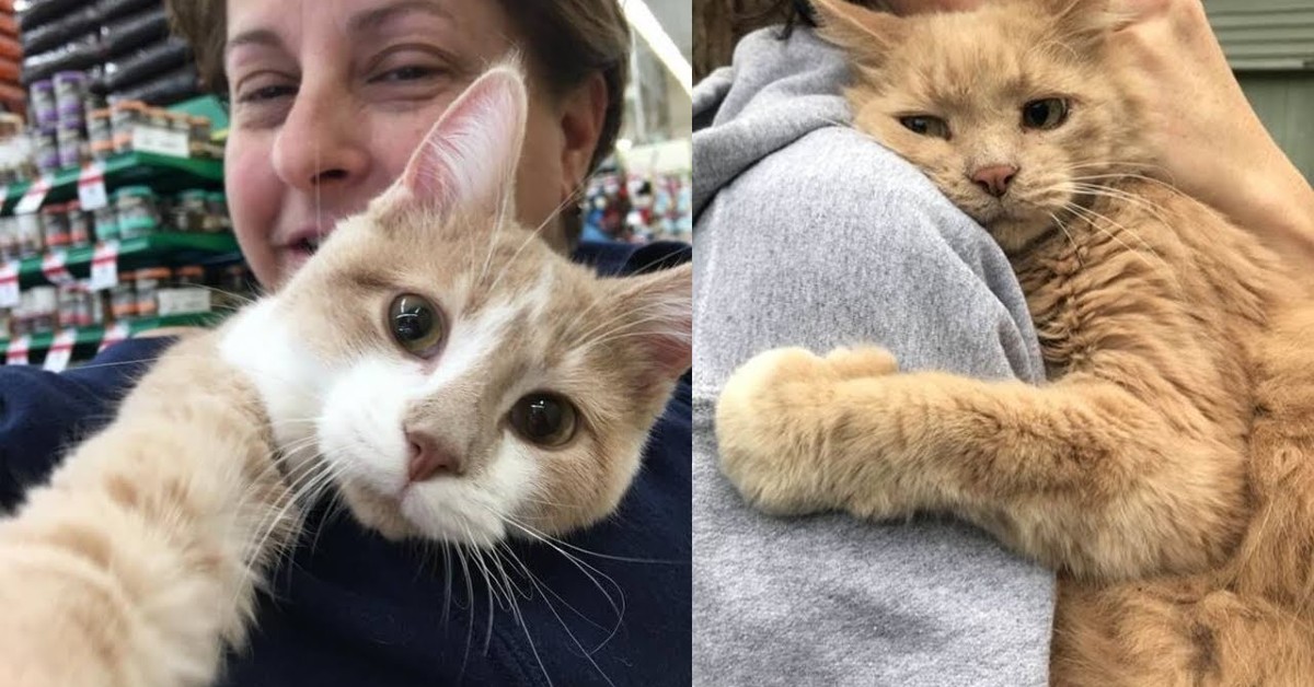 Attenzione a questo comportamento del tuo gatto, potrebbe svelarti più di quanto pensi